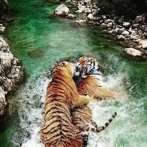 Meet your Posher, Krissy